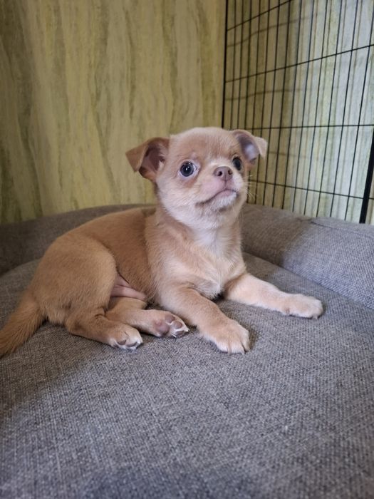 Ізабеловий хлопчик