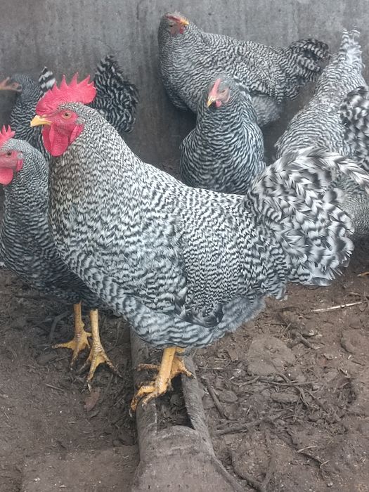 Амрокс молоді півні