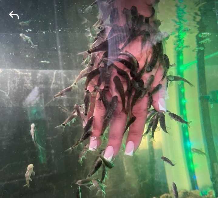 Sprzedam piękne akwaria do Fish Spa