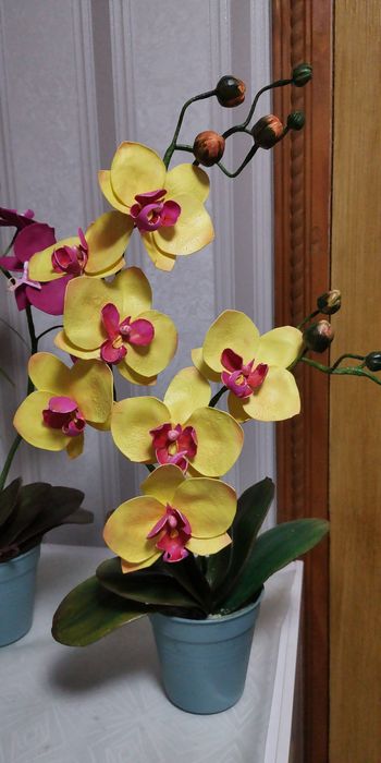 Орхідеї квіти для декору поларунок