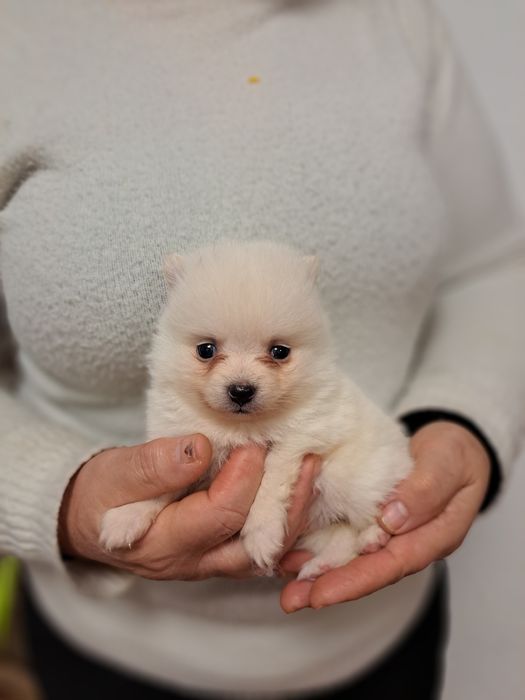 Spitz macho branquinho