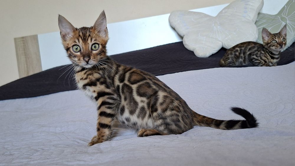 Kot bengalski z rodowodem