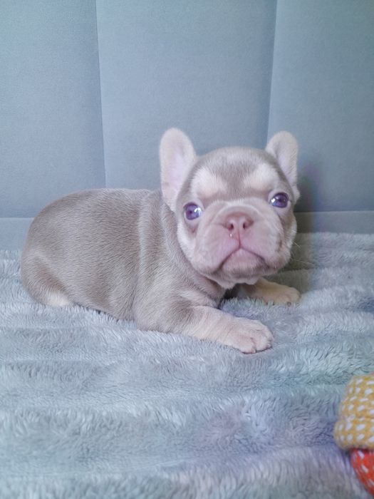 Ньюшейд ізабелла тан дівчинка