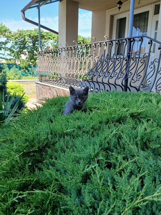 Британські кошенята