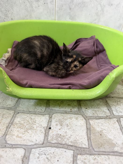Gatinhos para adoção