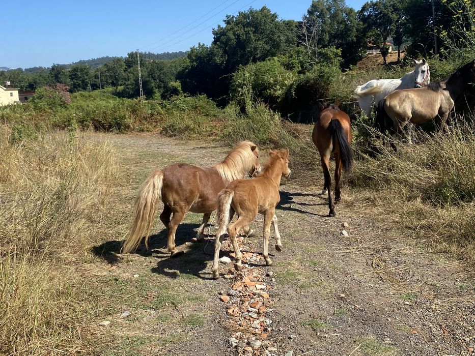 Disponivel. Poneis ovelhas. Poldro