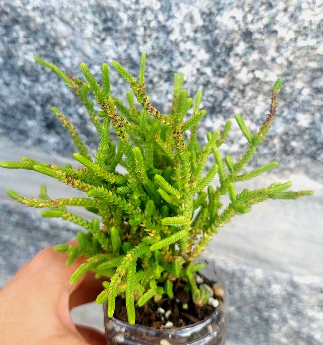 Suculentas variadas 4€/cada