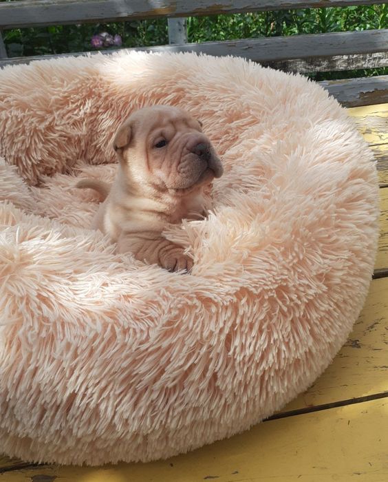 Питомник предлогает шикарных щенков шарпея