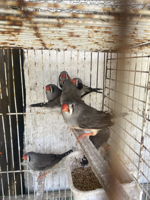 Mandarins para venda