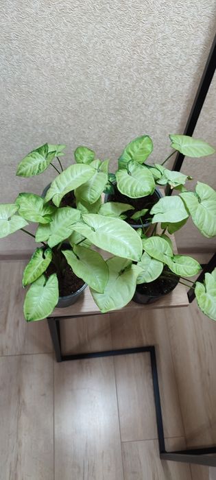 Кімнатні квіти сингоніум,аглеонема