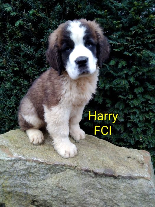 Bernardyn długowłosy szczenię FCI ZKwP