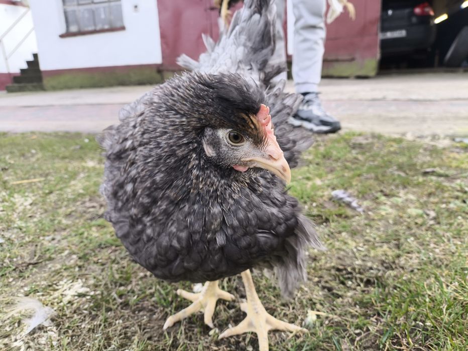 Kury green shell i dark Shell