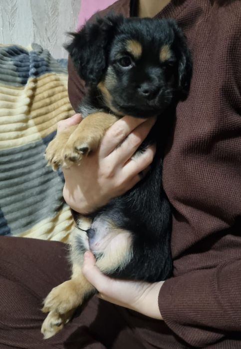 Отдам щенков в добрые и надёжные руки