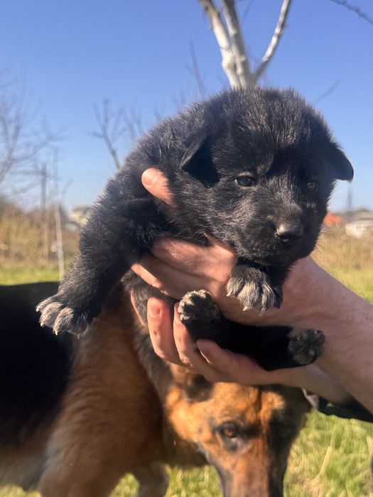Цуценята метиси вівчарки, 4 хлопчики
