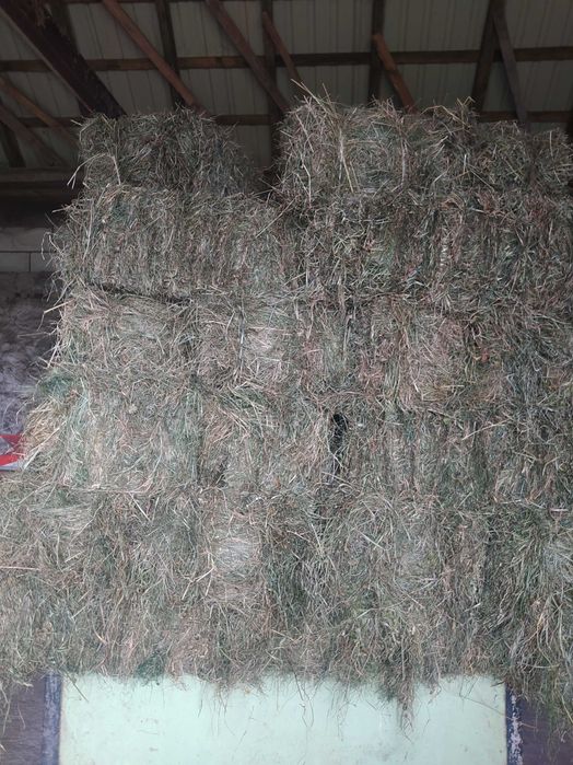 Siano w kostkach 100 szt