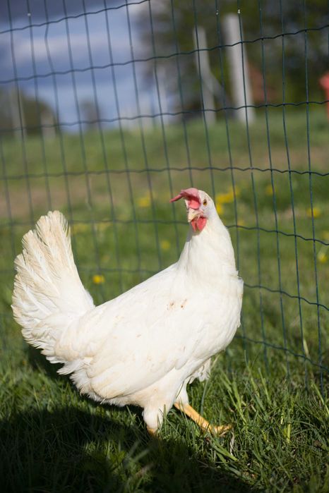Kury kokoszki nioski Tetra tintet super nioska odchowana