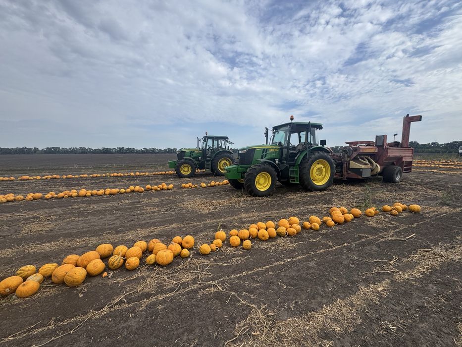 Продам гарбузове  голонасінне насіння гарбуза дрібний ОПТОМ
