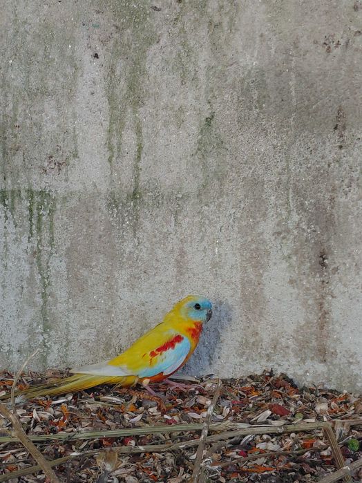 Aves para vender