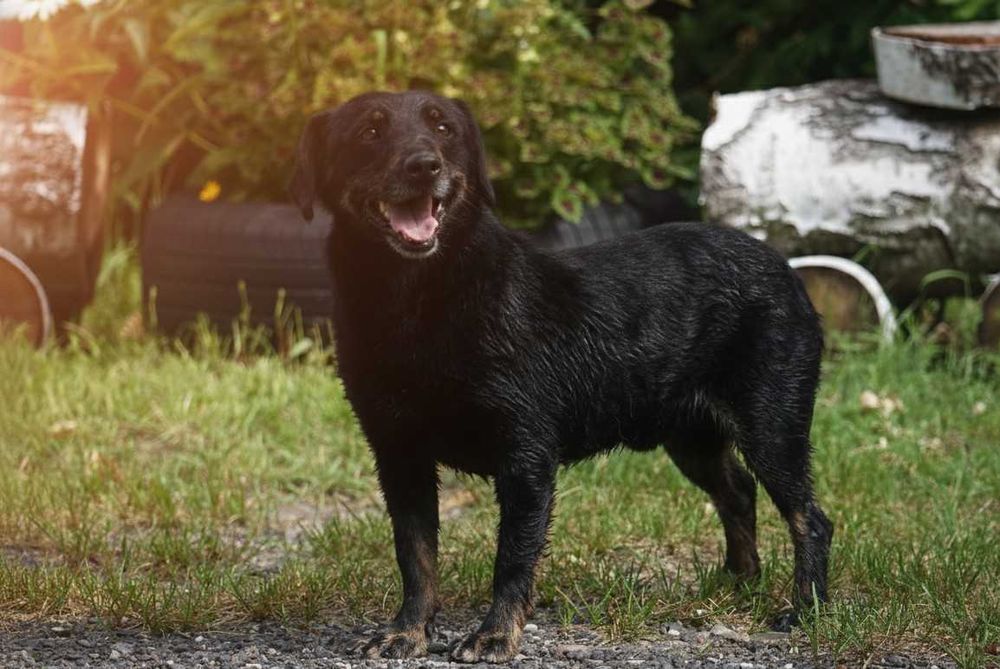 Ibis - mały piesek na krótkich łapkach