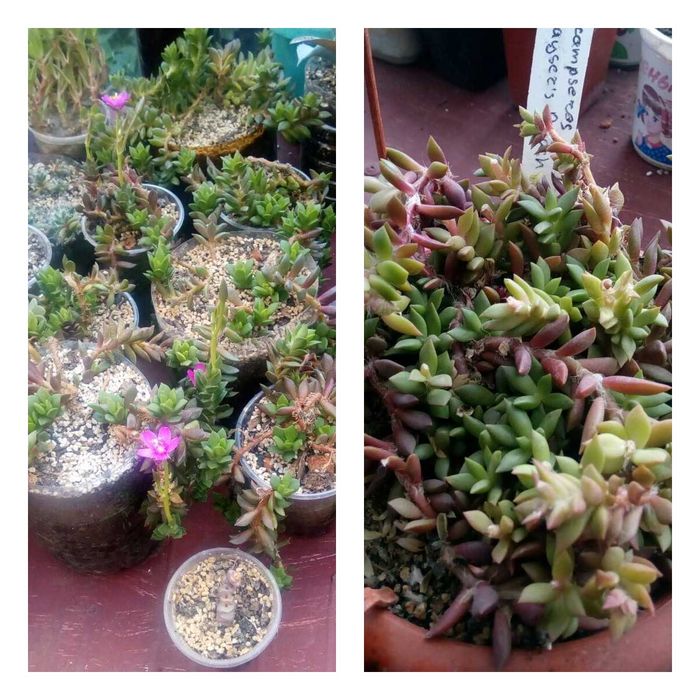 Продам излишки коллекции суккулентов. Анакампсерос и алое