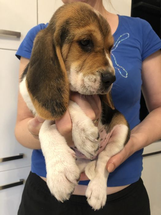 Beagle tricolr- możliwy paszport!