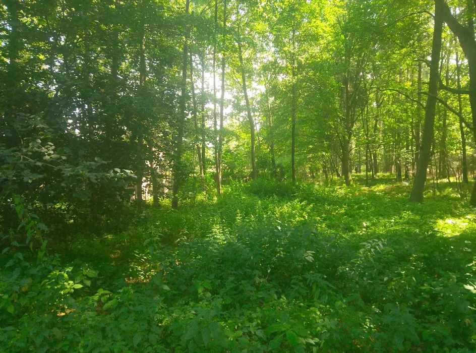 Działka na dzierżawę,wynajem - Widok 3