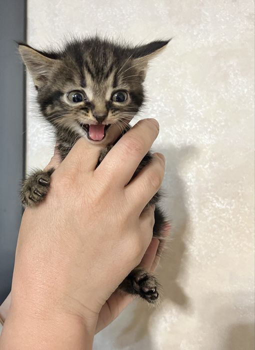 Продам маленьких котяток