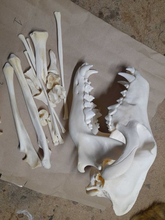 Кости волка Кістки вовка.