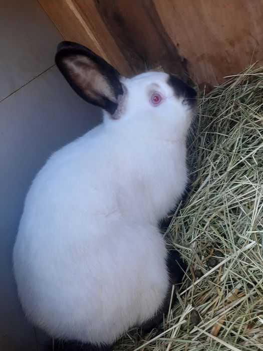 Królik kalifornijski samiec