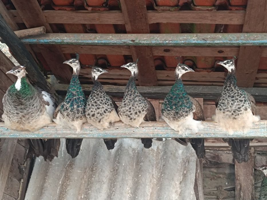 Pavões novos deste ano