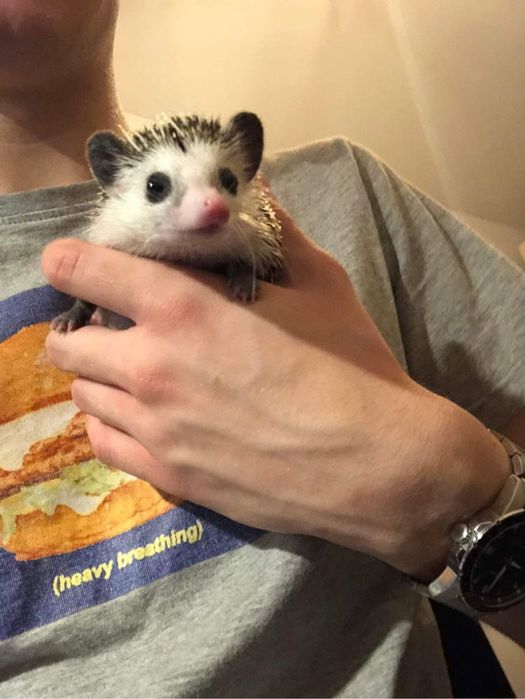 Urocze Jeżyki Pigmejskie