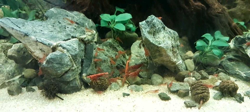 Krewetki red sakura