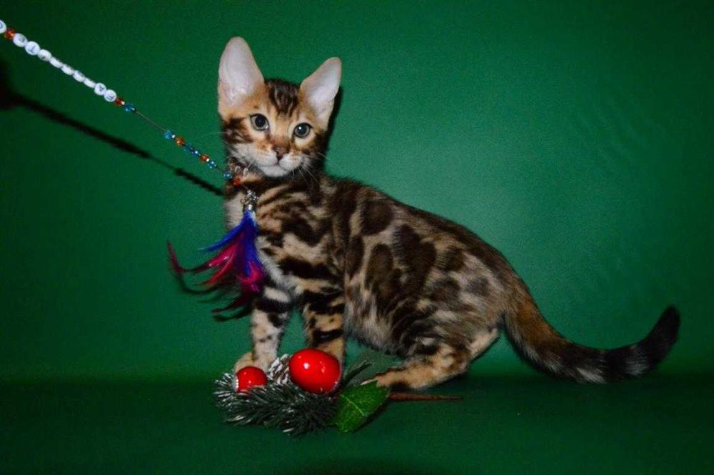 Супер котенок. Мальчик.2,5 мес. Документы.