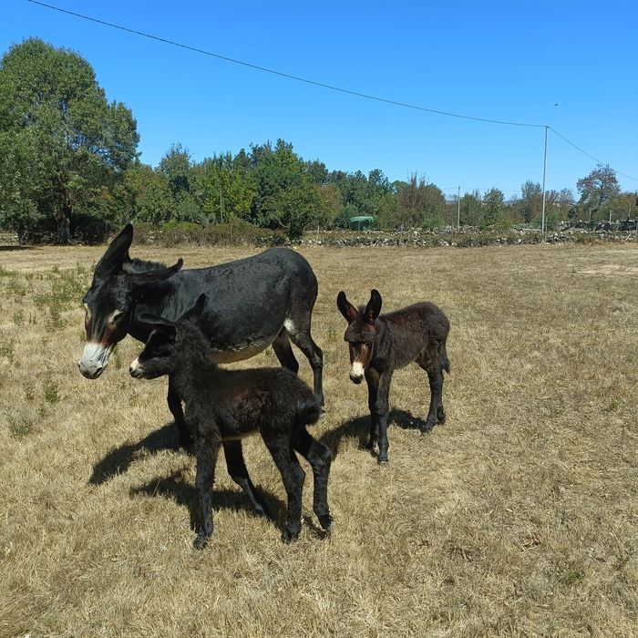 2 Burros com 2 meses