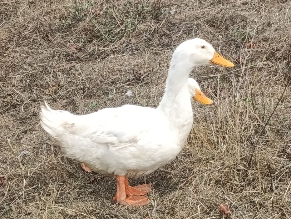 Ovos caseiros de aves