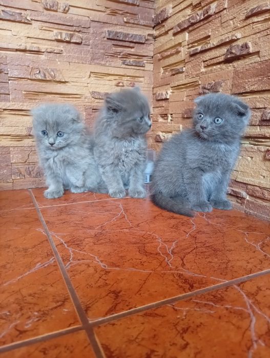Продам британських 3 дівчинки