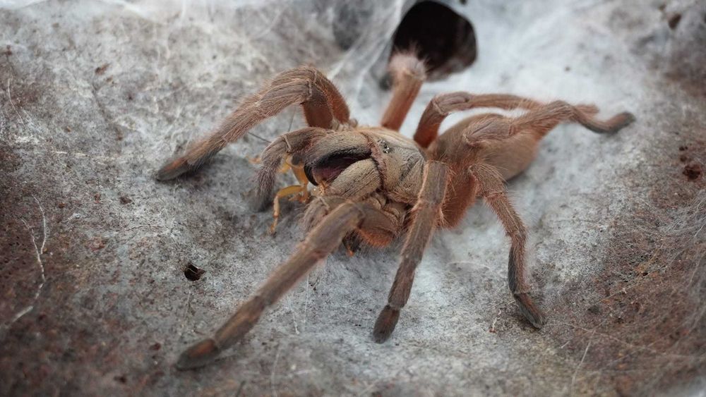 Chilobrachys huahini L2/L3 | PTASZNIK