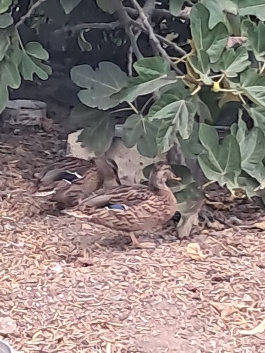 2 Patas Reais prontas a criar