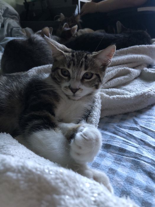 Котенок в добрые руки полупородистый