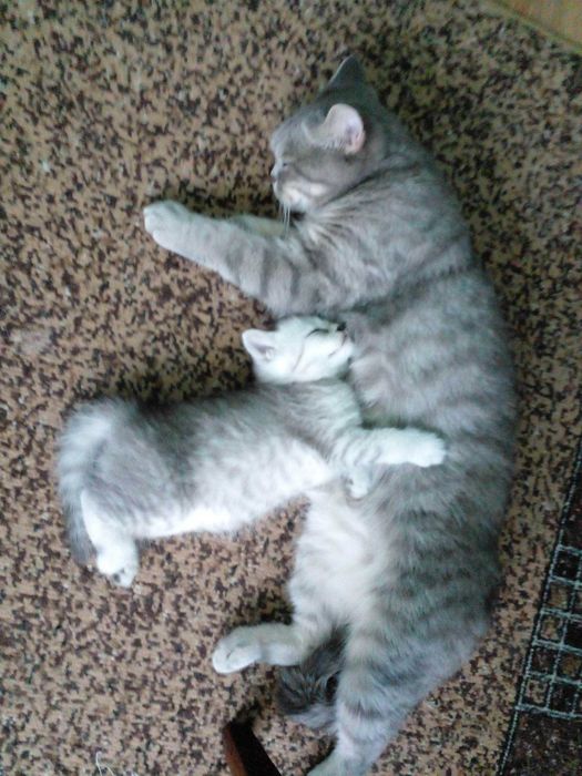 Шотландске кошеня