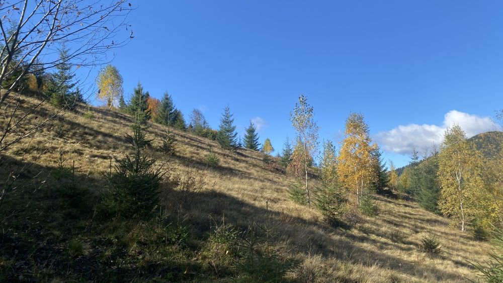 Земля під будову, межує з лісом, гарний доїзд