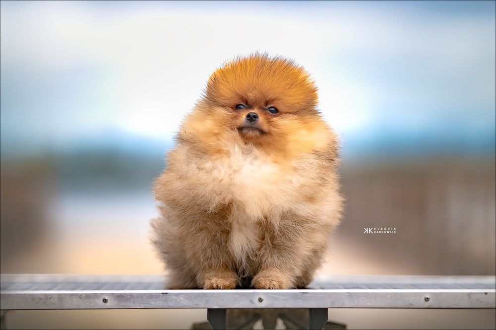 Piesek pomeranian 12tyg