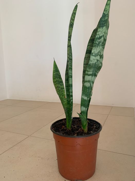 Oportunidade! Planta Espada de São Jorge- 3€ cada unidade.