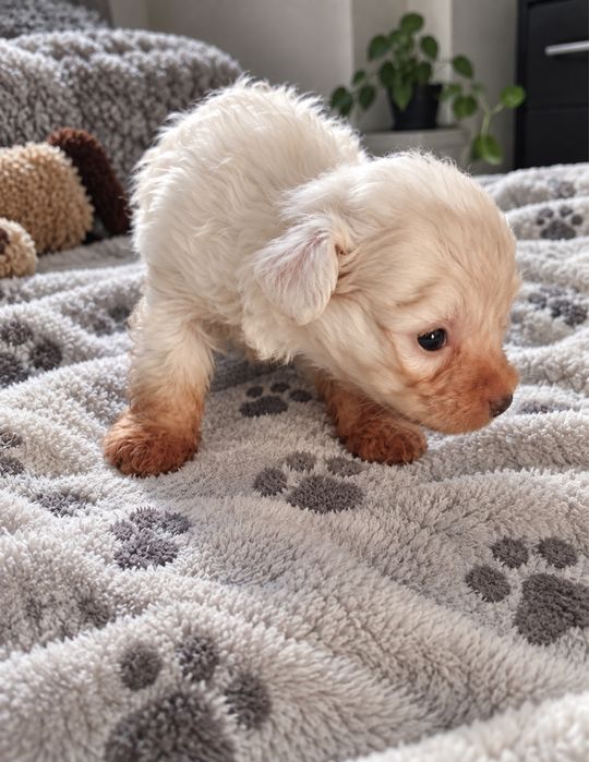 Caniche Toy Macho Bebé