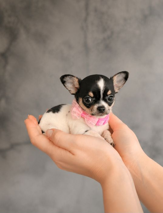 Chihuahua Mini Dziewczynka  Tricolor