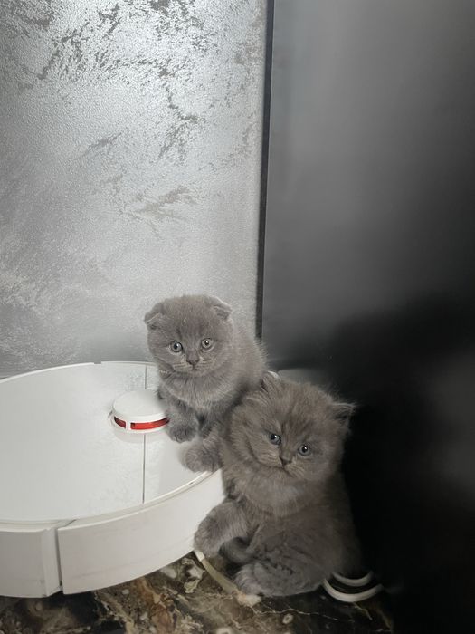 Кошенята британці