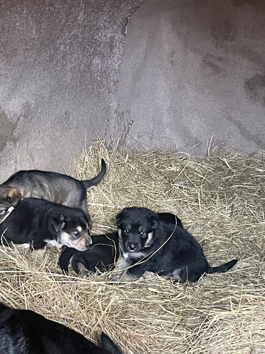 Щеночки в добрые руки