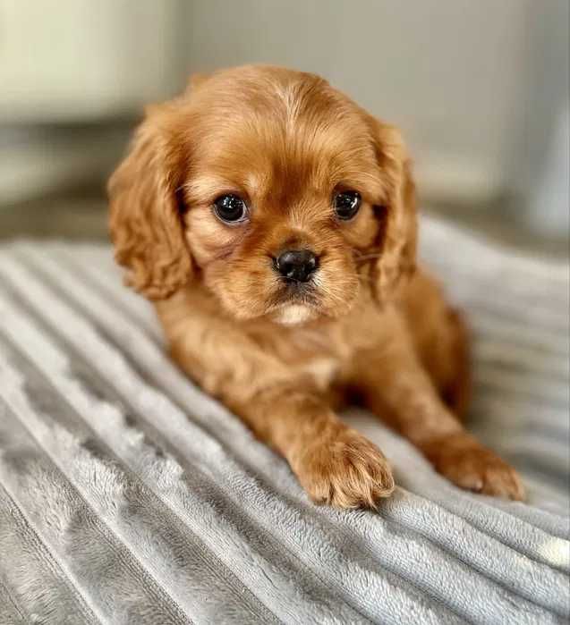Cavalier King Charles