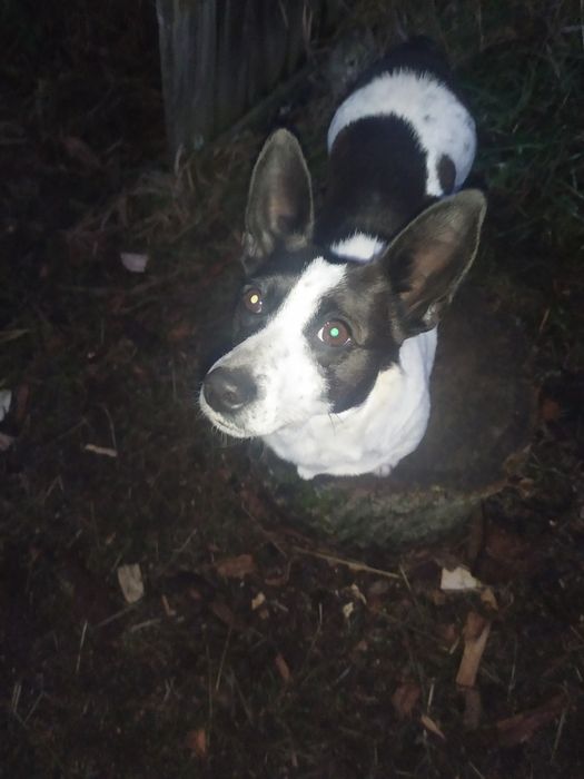 Порода корги дівчина