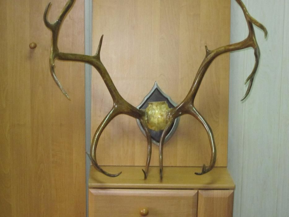 Рога северного оленя